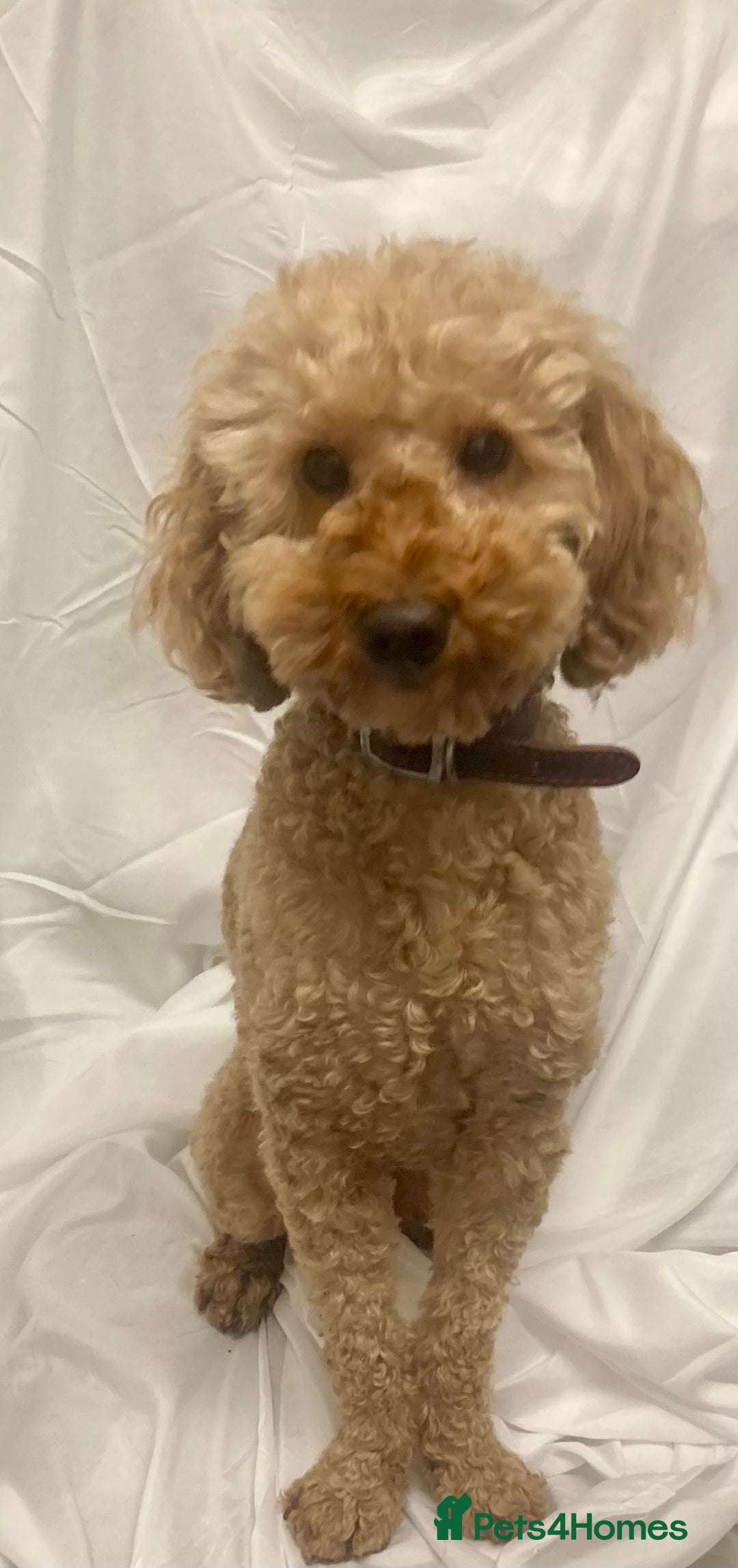 Cockapoo dogs for sale: Cockapoo - Image 2