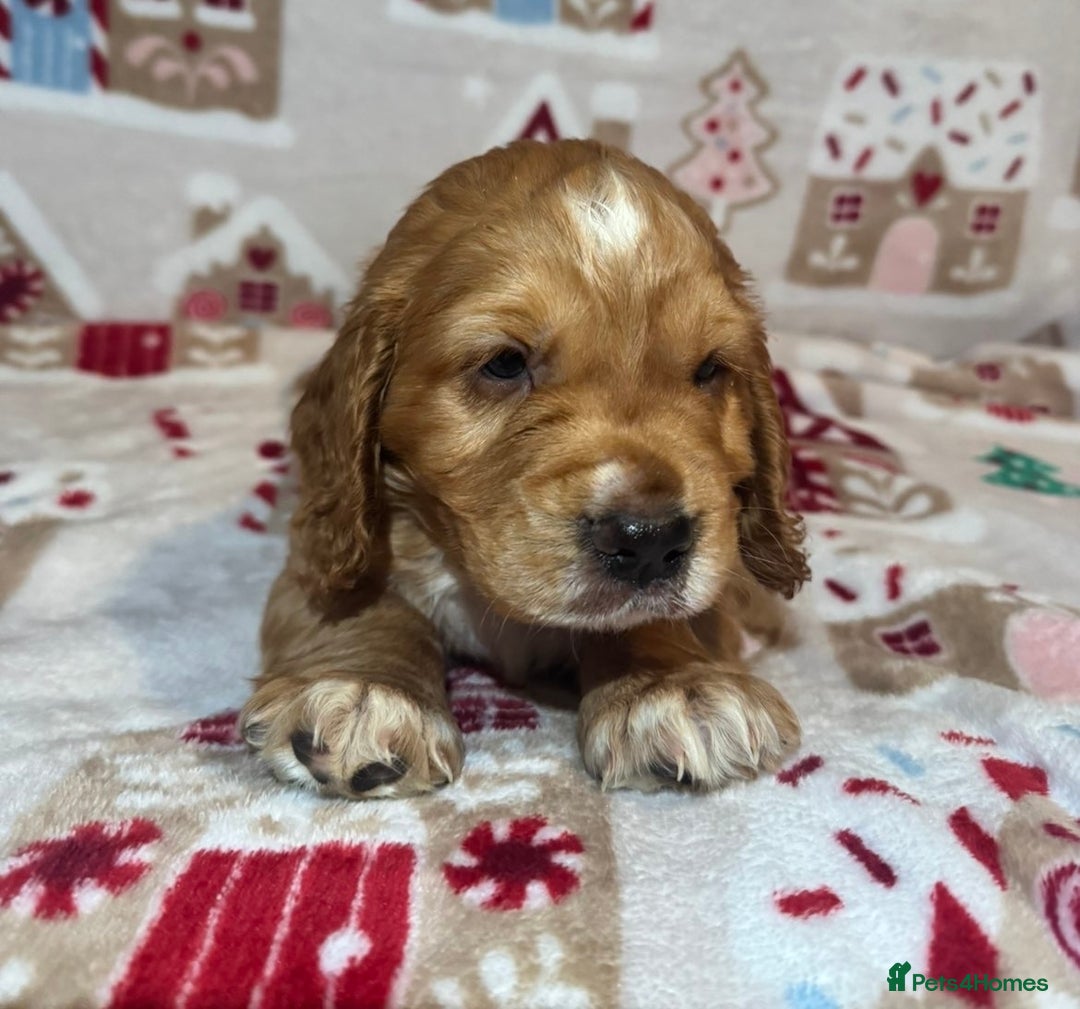 Cocker Spaniel dogs for sale: Beautiful cocker spaniel boys - Advert 4