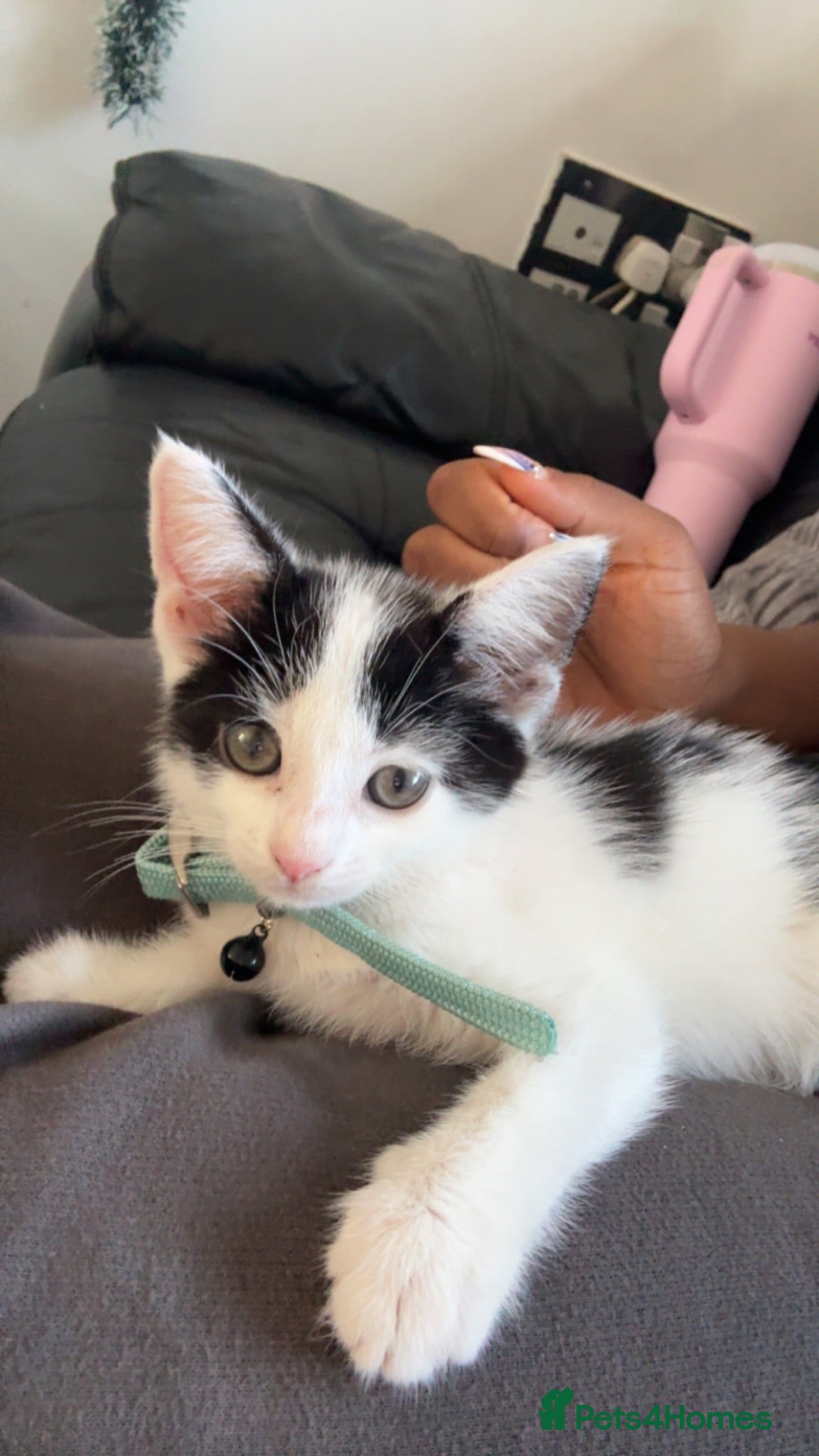 Domestic Shorthair cats Cute kitten  - Advert 3