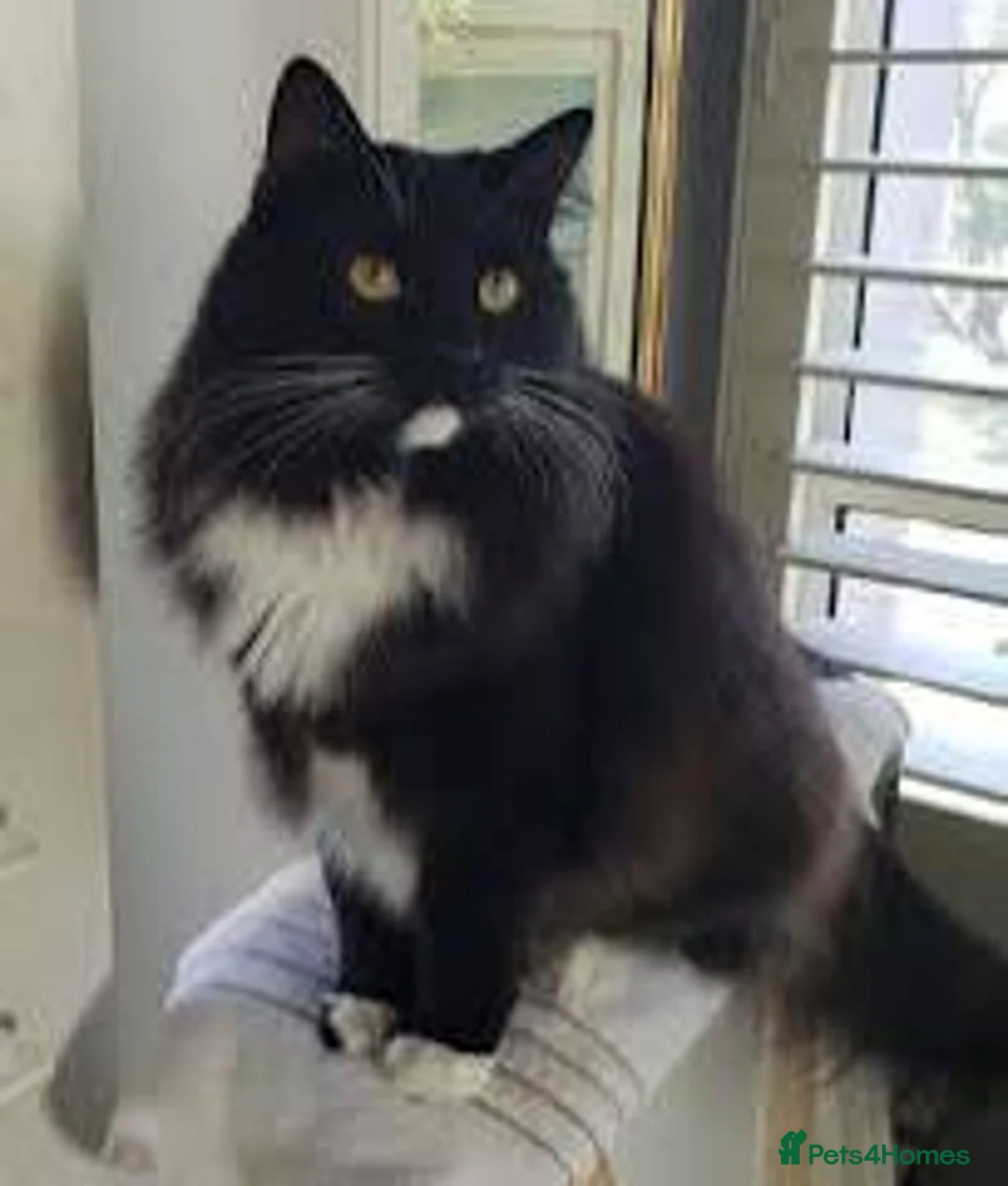 Mixed Breed cats for sale: 3 half ragdoll black beauty’s left! - Advert 2