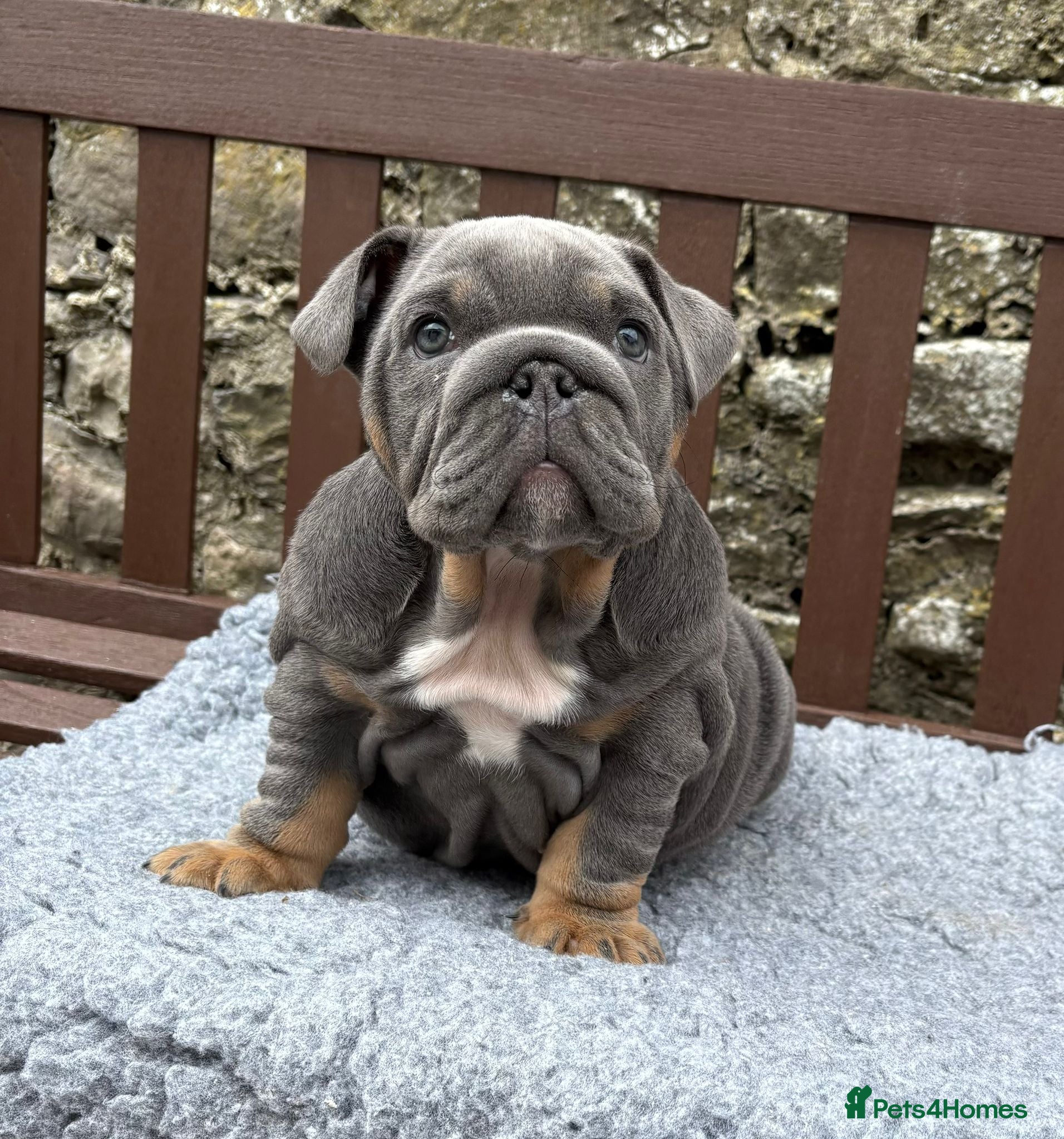 English Bulldog dogs KC Registered English bulldog puppies ready  💙❤️ - Advert 4