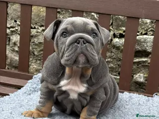 English Bulldog dogs KC Registered English bulldog puppies ready 💙❤️ - Advert 4