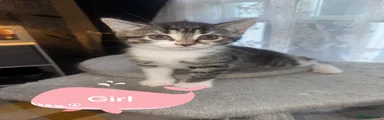 Mixed Breed Kitten 4