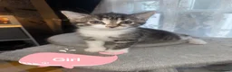 Mixed Breed cats for sale: 4 beautiful kittens for sale  in Bristol - Advert 11