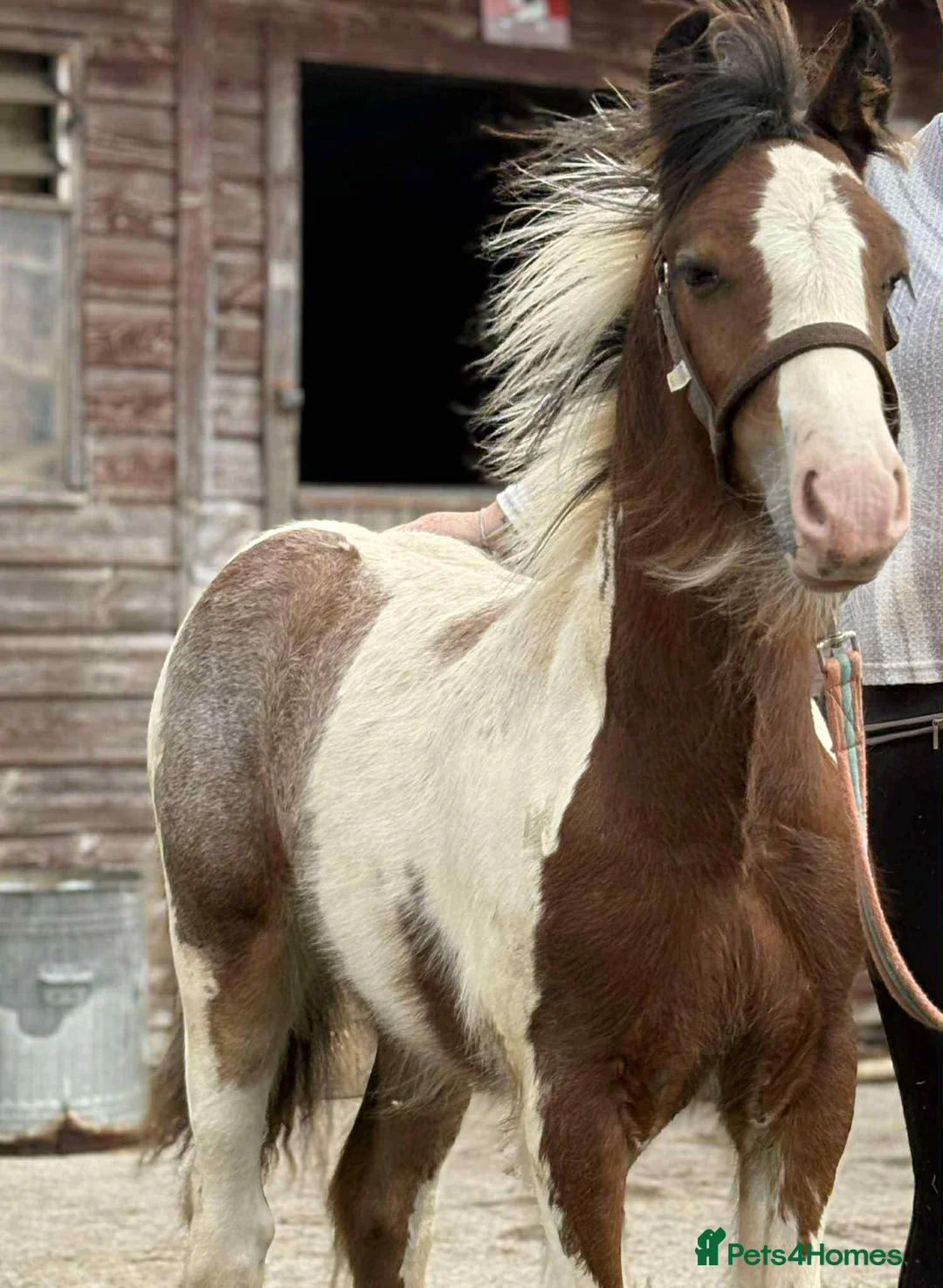 Irish Cob horses for sale: beautiful cob colt  - Advert 14
