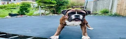 Boxer dogs for sale: Beautiful Female Boxer- Experienced Home Only  - Advert 1