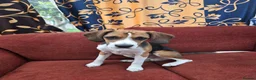 Beagle dogs for sale: Lupin - Beautiful tri-colour Beagle - Advert 2