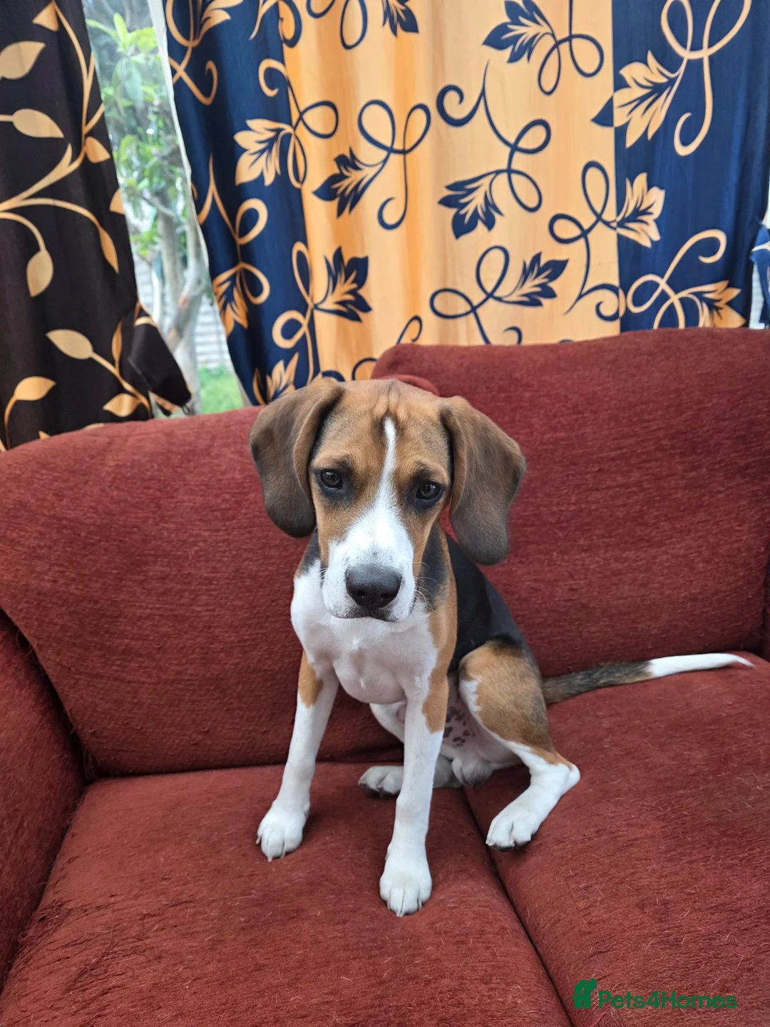 Beagle dogs for sale: Lupin - Beautiful tri-colour Beagle - Advert 2