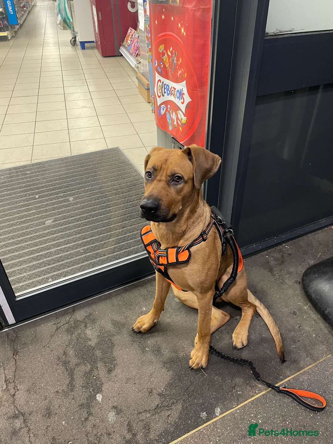 Mixed Breed dogs for sale: Raven  - Advert 3