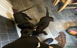 American Bull Staffy dogs for sale: american staffordshire for sale  - Image 6
