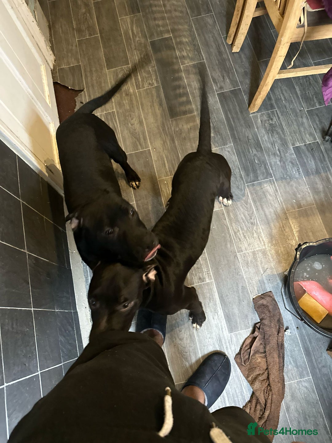 American Bull Staffy dogs for sale: american staffordshire for sale  - Image 6