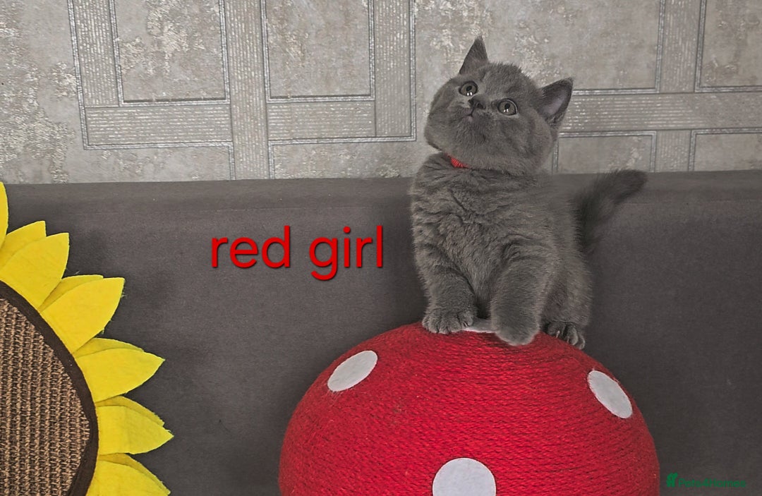 British Shorthair cats for sale: British Blue Shorthair kittens, GCCF pedigree - Image 4