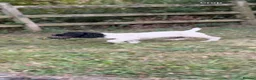 English Springer Spaniel dogs for sale: KC Registered Springer Spaniel Pup 4 Month Old - Advert 4