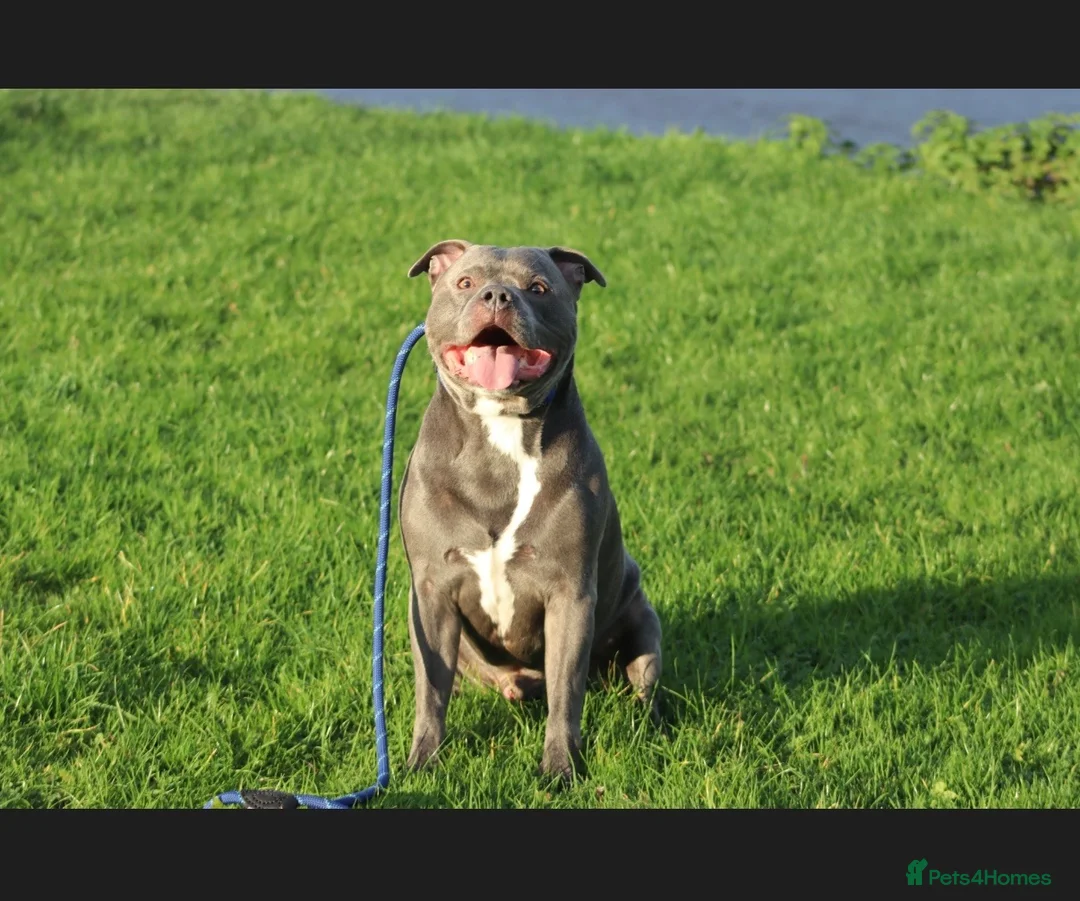 Staffordshire Bull Terrier dogs for sale: Blue staff puppies  - Advert 10