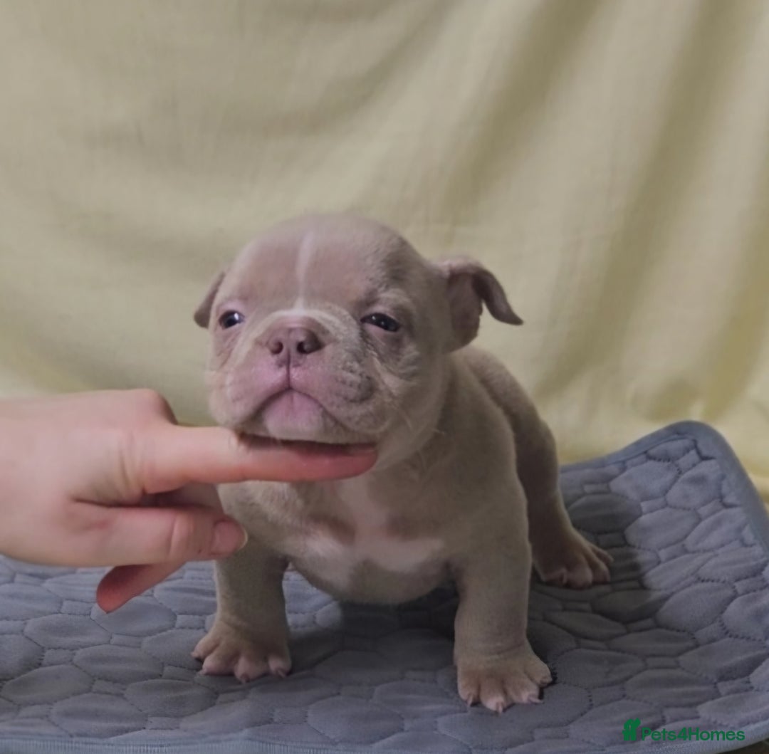 American Bully dogs for sale: Exotic Bullies - Advert 12