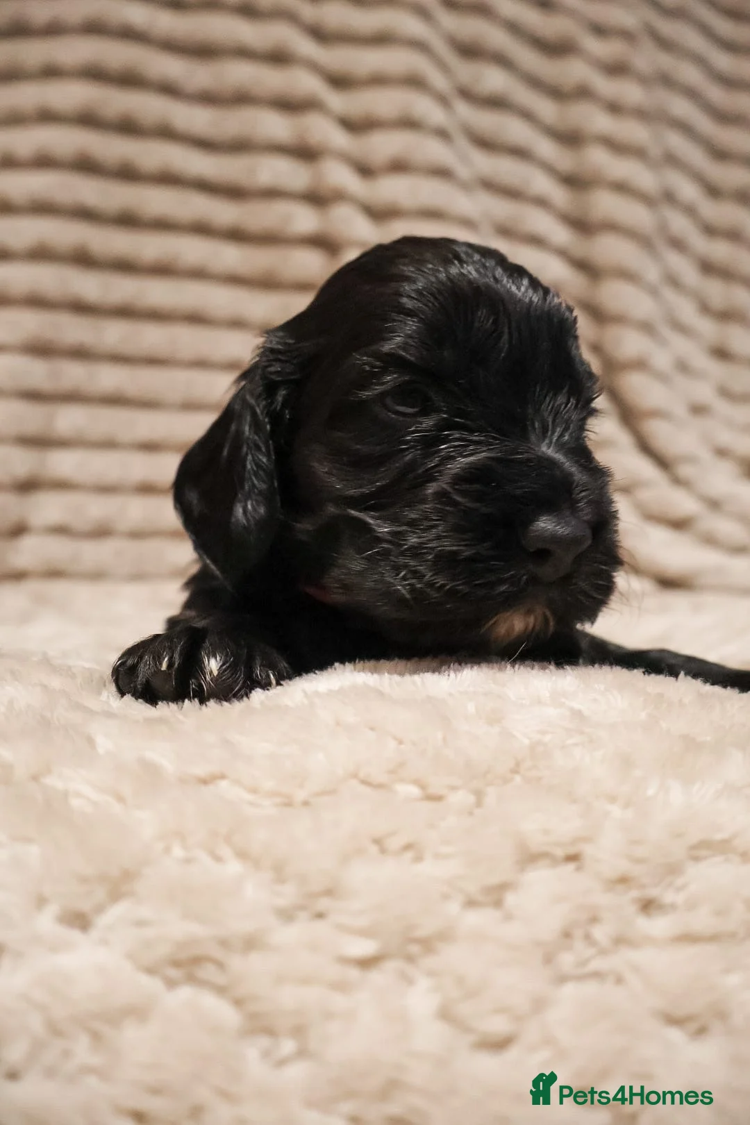 Cocker Spaniel dogs for sale: Cocker Spaniel Puppies - Advert 4