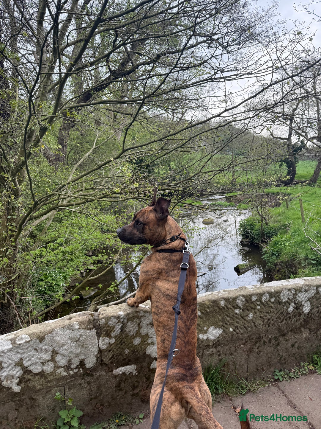 Mixed Breed dogs for sale: Urgent rehome- experienced handler  - Image 6