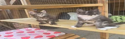 Maine Coon cats for sale: GCCF Registered Maine Coon Kittens  - Advert 7