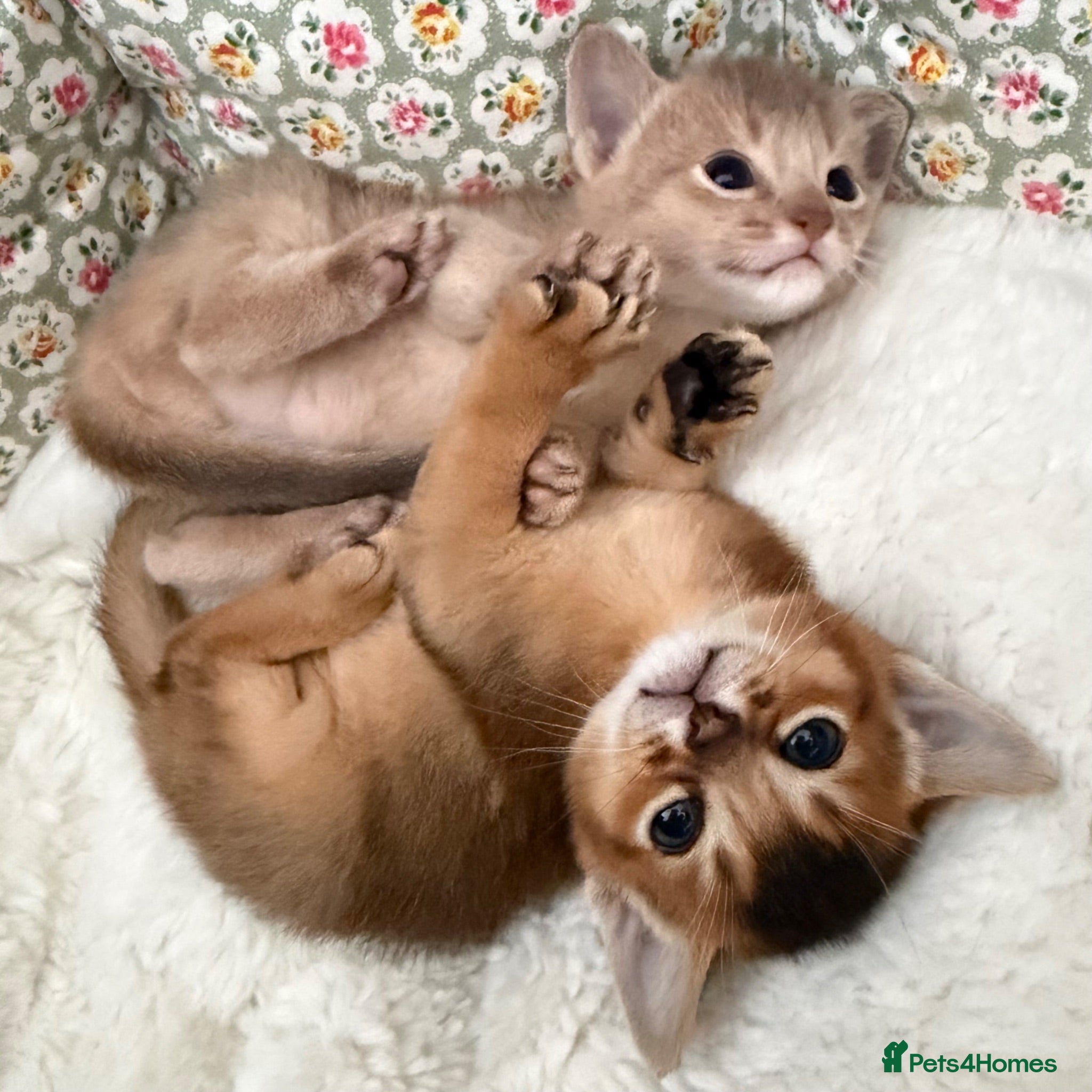 Abyssinian cats Rare 1 fawn boy 🤍 5 gen pedigree 👑TICA ready now - Advert 2