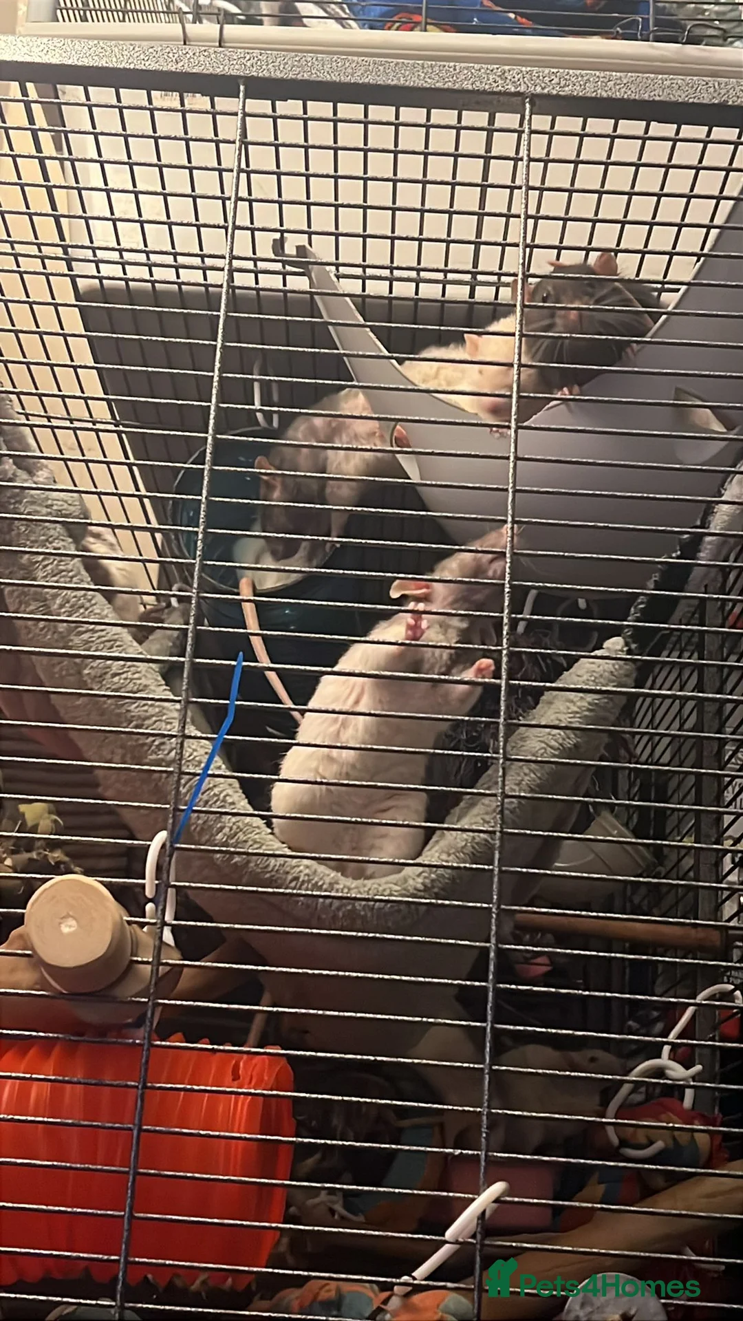 Rat rodents for sale: Rehoming  - Advert 11