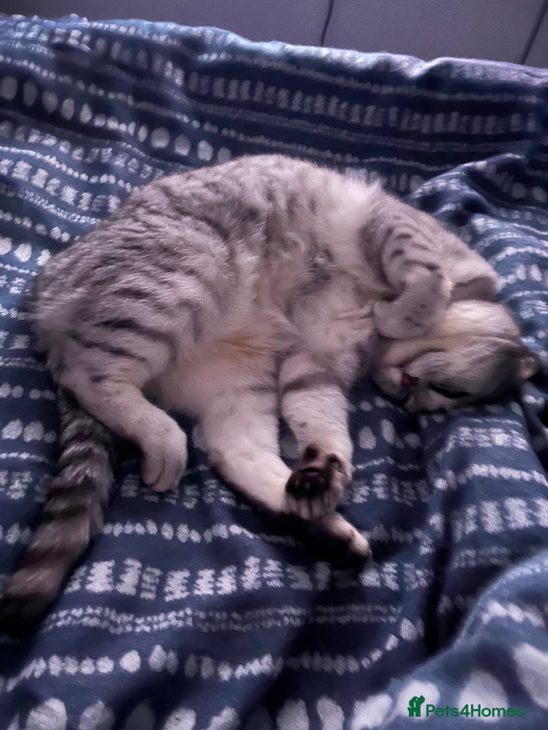 British Shorthair cats for sale: Meet Misty - Image 3