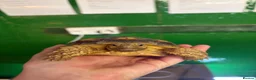 Tortoise reptiles for sale: Gorgeous 1 Year Old Sulcata Tortoise  in Sandy - Advert 2