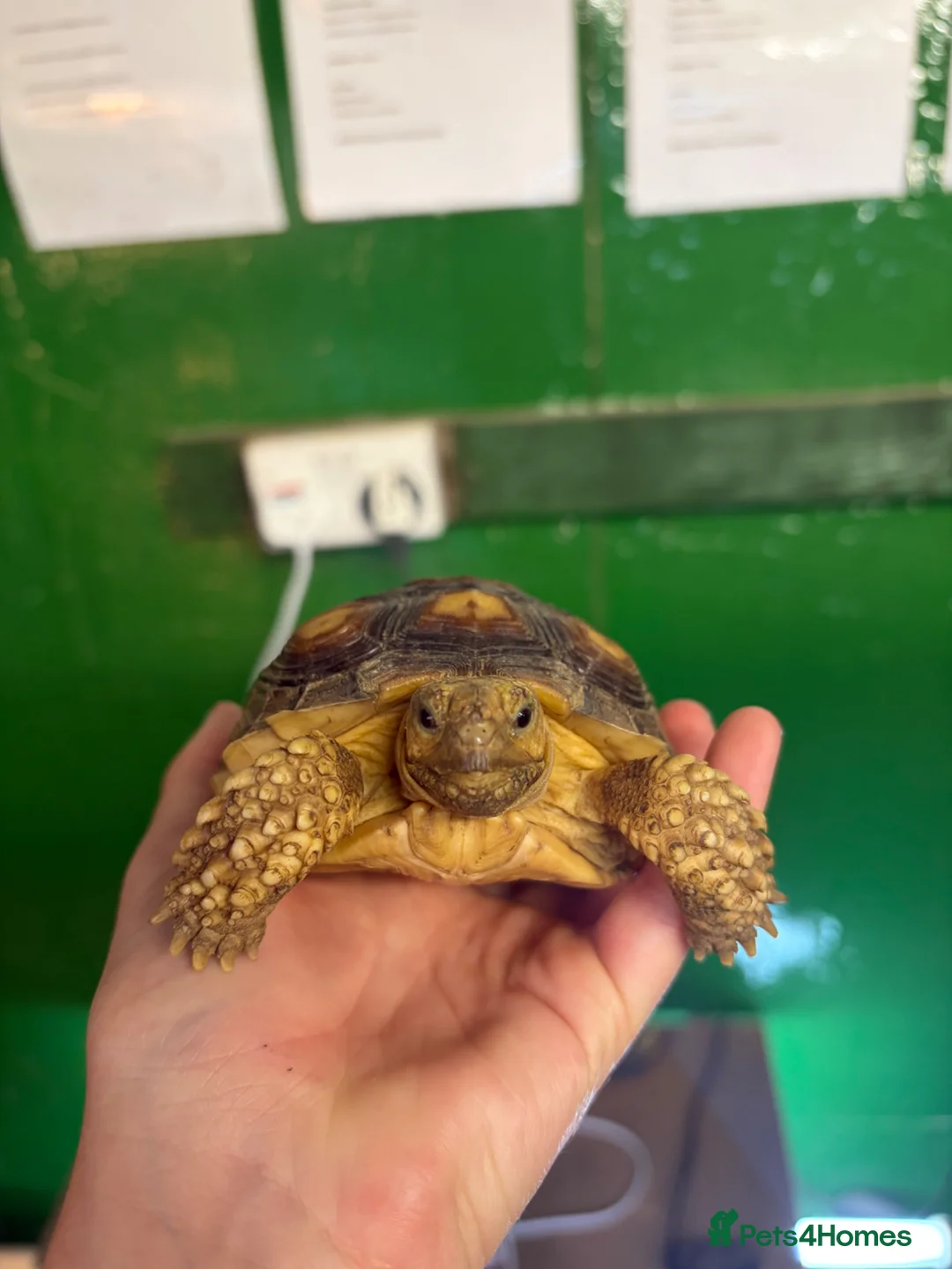 Tortoise reptiles for sale: Gorgeous 1 Year Old Sulcata Tortoise  in Sandy - Advert 2