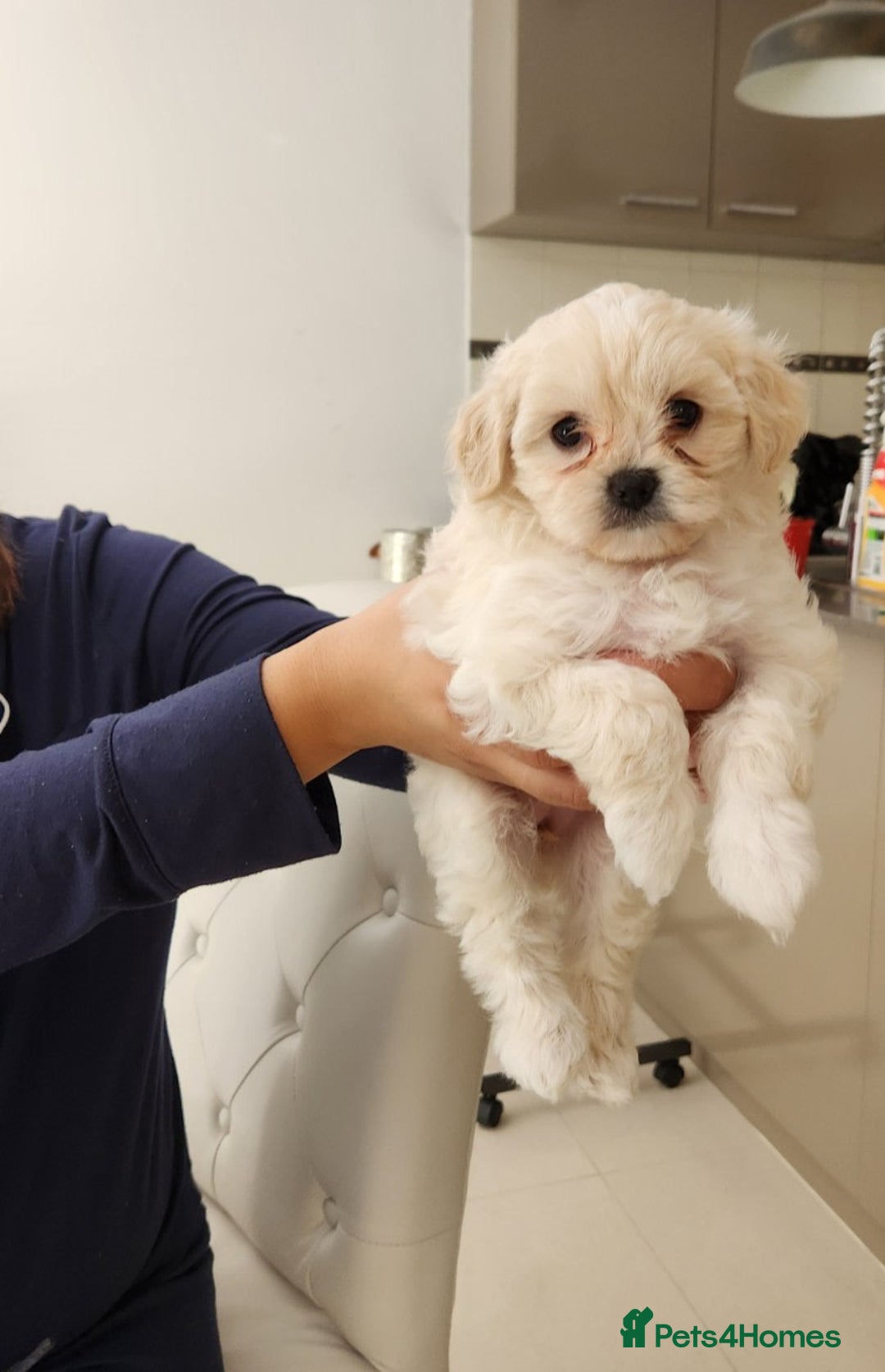 Maltese dogs for sale: Adorable 9-Week-Old Female Maltese Puppy  - Advert 2