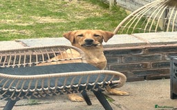 Labrador Retriever dogs for sale: Handsome Redfox Labrador - Image 6