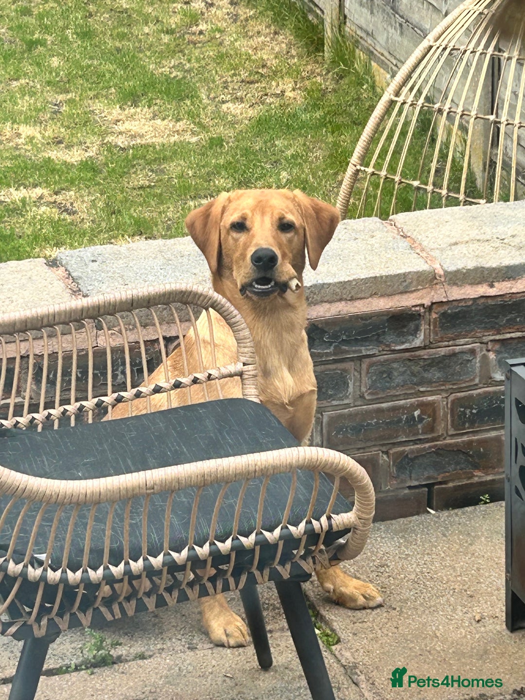 Labrador Retriever dogs for sale: Handsome Redfox Labrador - Image 6