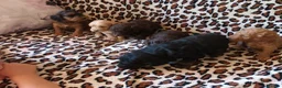 Cockapoo dogs for sale: STUNNING F1b COCKAPOO FROM 5* LICENCED BREEDER - Advert 11