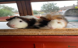 Guinea Pig rodents for sale: 9 Month Old Male Guinea Pigs Looking For Homes in Wigan - Image 30