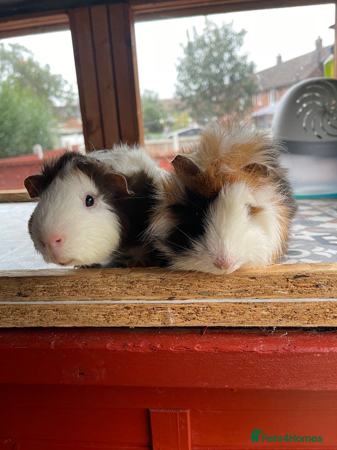 Guinea Pig rodents for sale: 9 Month Old Male Guinea Pigs Looking For Homes in Wigan - Image 30
