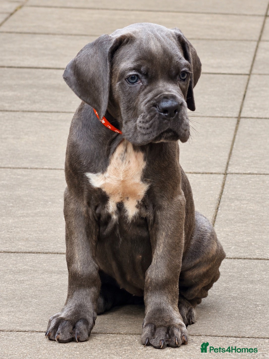 Cane Corso dogs Ready Now- Final female  - Advert 1