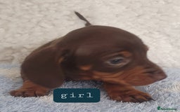 Dachshund dogs for sale: dachshund - Image 5