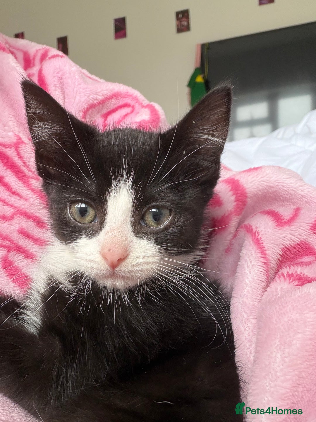 Mixed Breed cats for sale: Kittens  - Advert 12