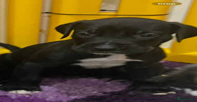 Great Dane dogs - Advert 2