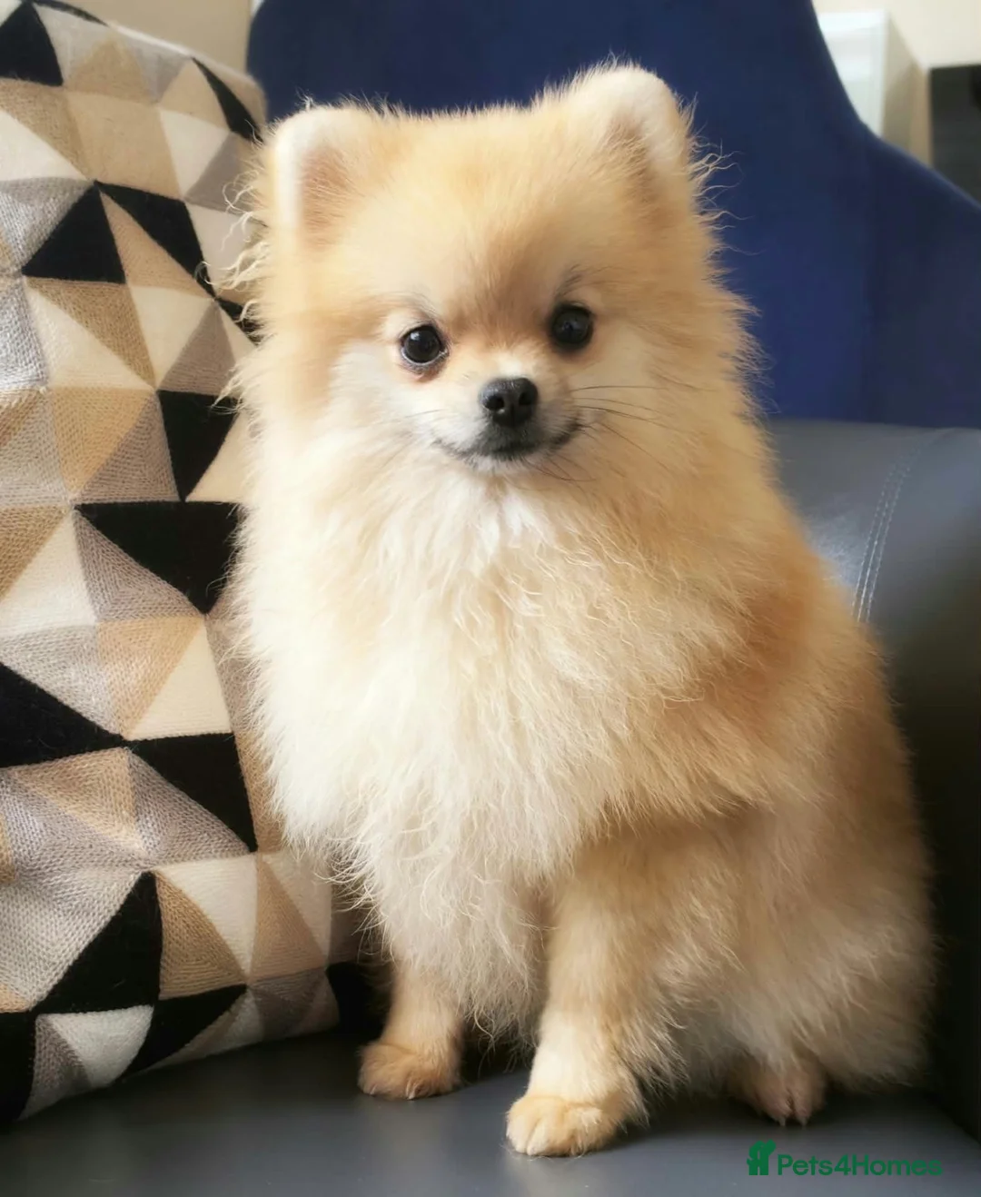 Pomeranian dogs for sale: Cream Puppy Dog  - Advert 3