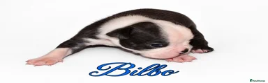 Boston Terrier 7