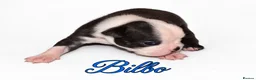 Boston Terrier dogs for sale: KC registered Boston Terrier Puppies  in Swanage - Advert 7