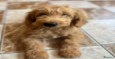 Goldendoodle dogs - Advert 1