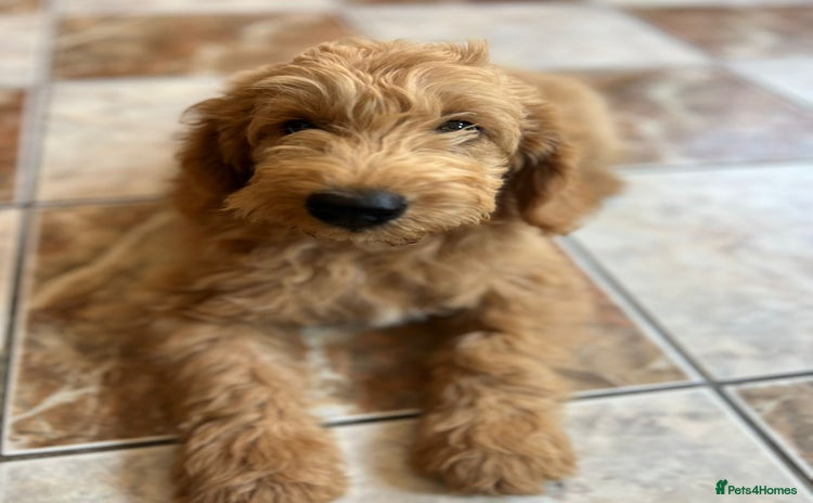 Goldendoodle dogs - Advert 4