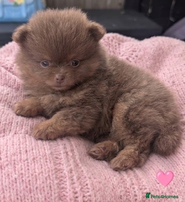 Pomeranian dogs for sale: Stunning little Pom pups  - Advert 1