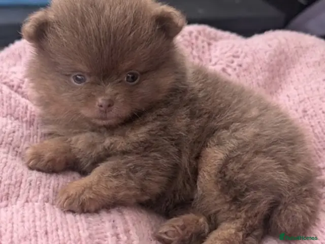 Pomeranian dogs for sale: Stunning little Pom pups - Advert 1