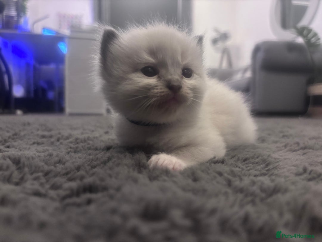 Ragdoll cats for sale: Gorgeous pedigree Ragdoll kittens  - Image 23