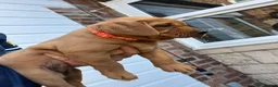 Labrador Retriever dogs for sale: Fox red labarador  - Advert 3