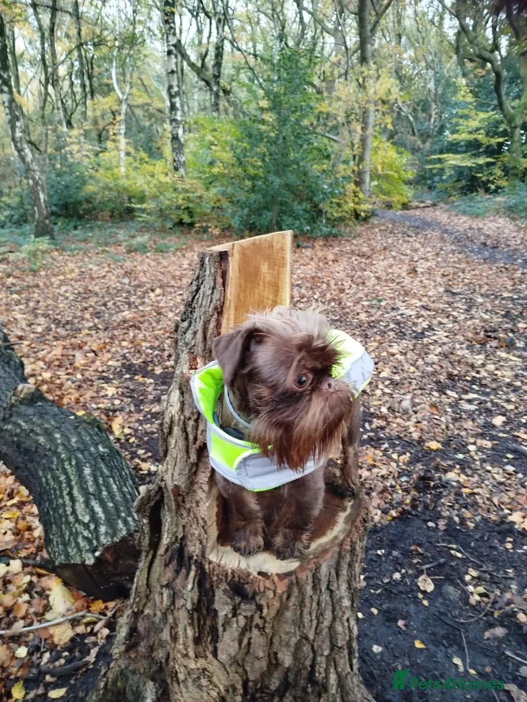 Griffon Bruxellois dogs for sale: Adorable chocolate boy - Advert 6