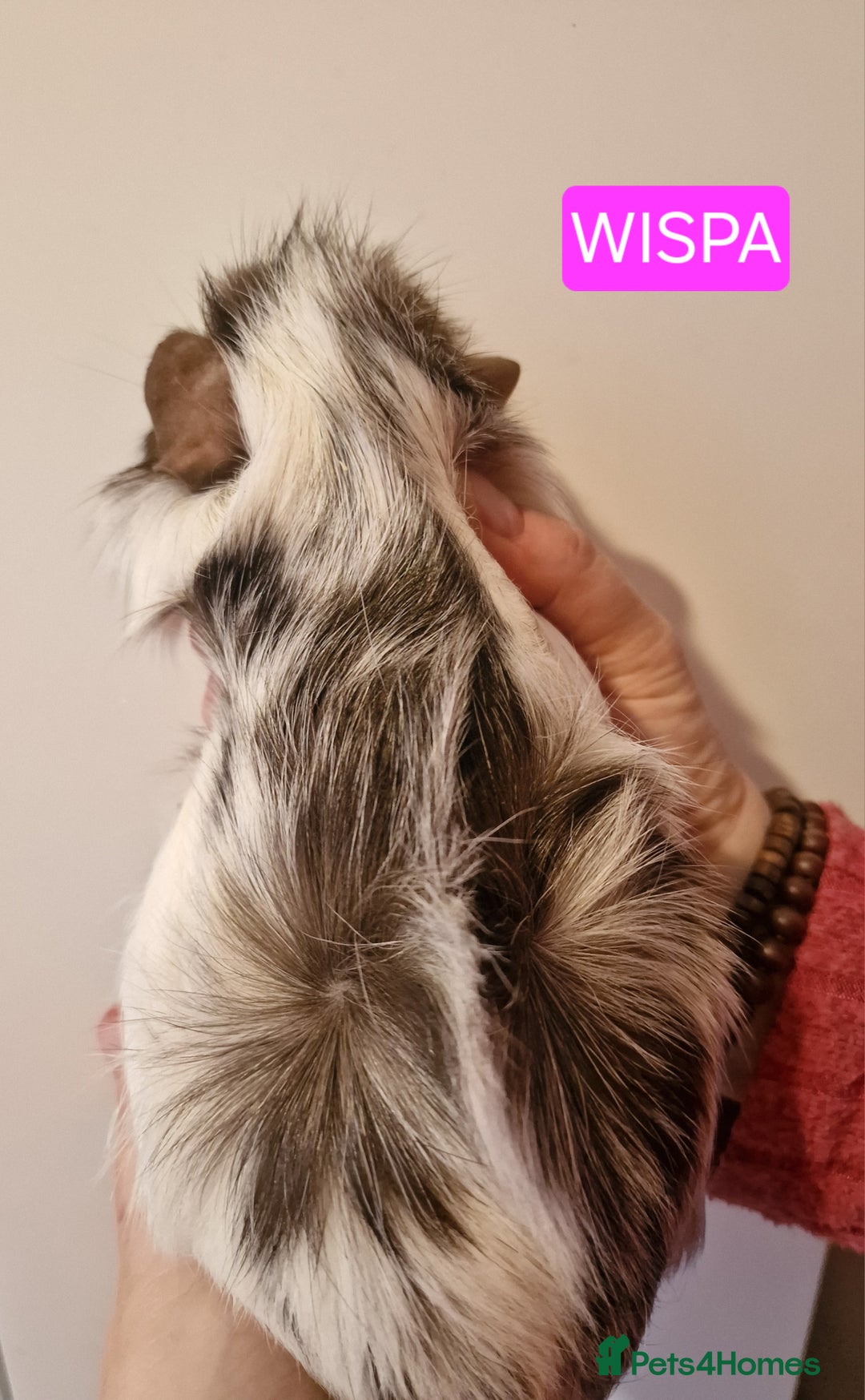 Guinea Pig rodents for sale: Female guinea pigs  - Advert 3