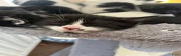 Mixed Breed cats for sale: 1 Beautiful girl Kitten in Great Malvern - Advert 10