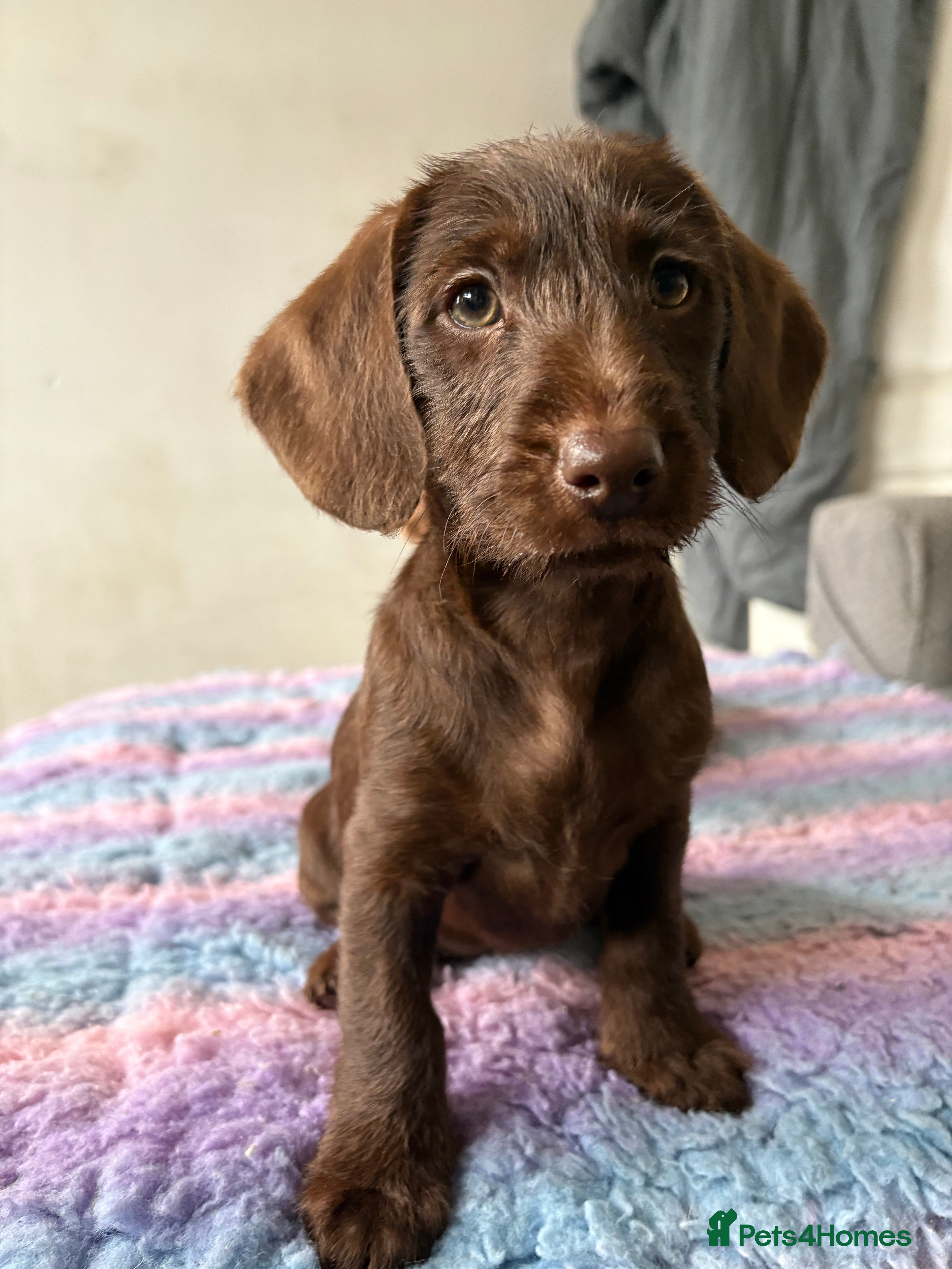 Labradoodle dogs mini labradoodle mix / LAST GIRLREADY NOW! - Advert 5